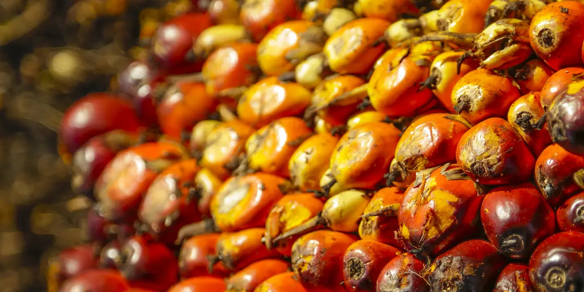 Palm Kernel Oil